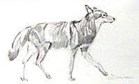Untitled Coyote