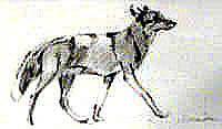 Untitled Coyote