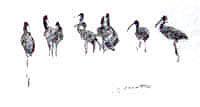 Untitled flock of white faced Ibis