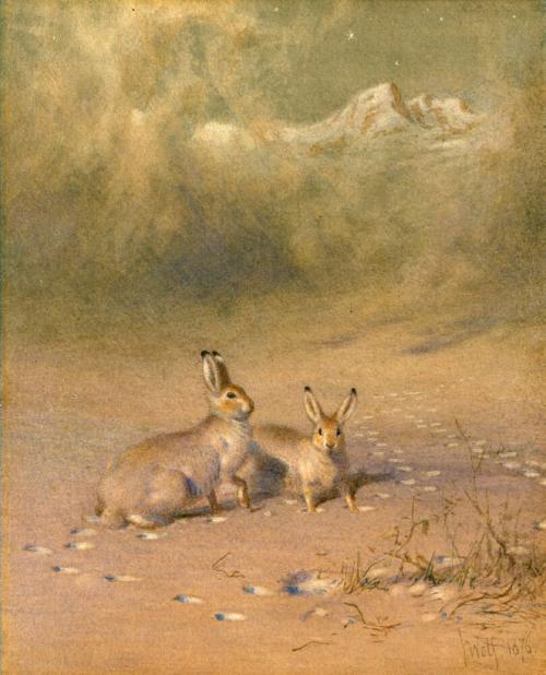 Arctic Hares