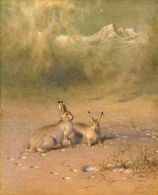 Arctic Hares