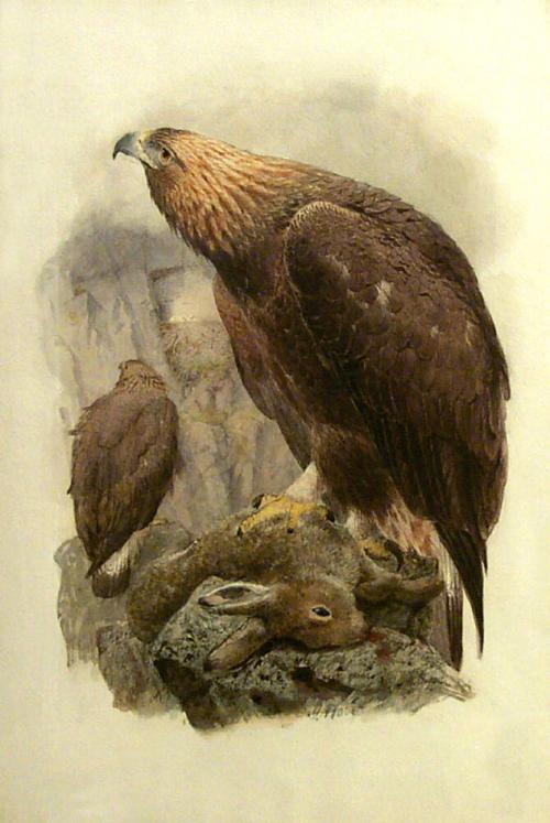 Golden Eagle