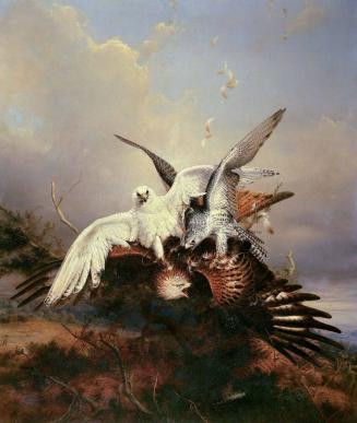 Gyrfalcons Striking a Kite