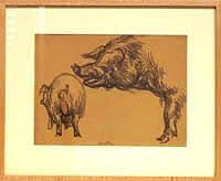 Study of a Boar's Head