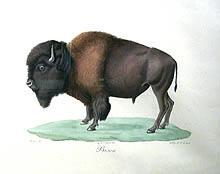 Bison