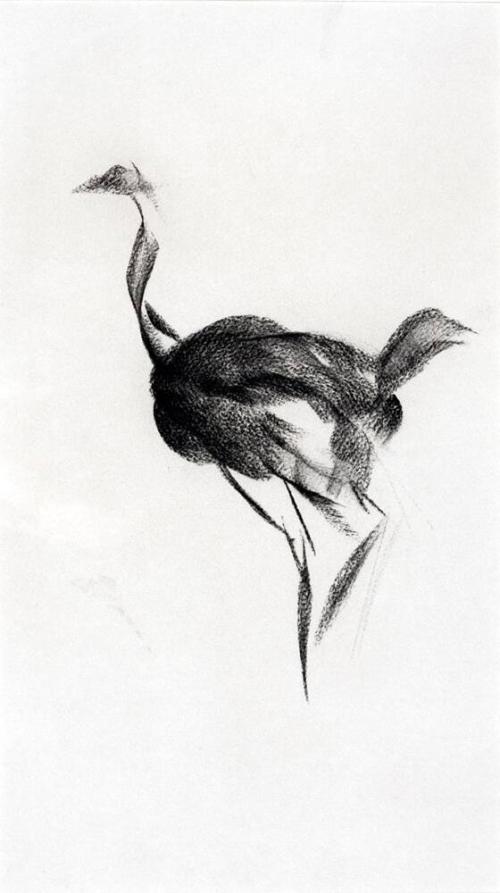 Ostrich I
