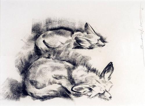 Napping Foxes