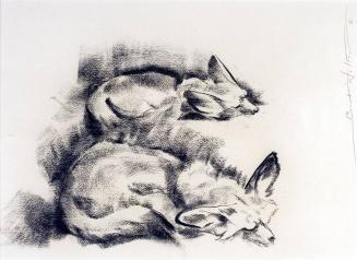 Napping Foxes