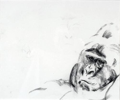 Mountain Silverback