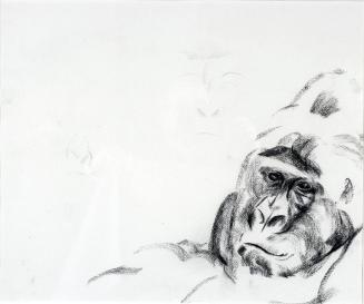 Mountain Silverback