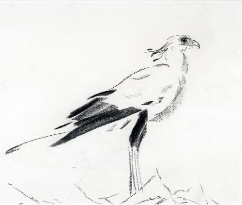 Secretary Bird