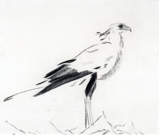 Secretary Bird