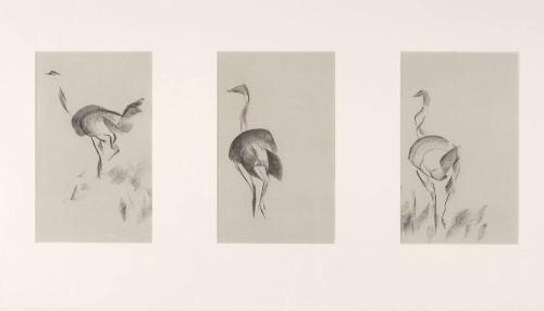 Ostrich Trio