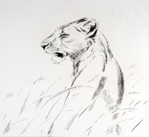 Lioness Portrait