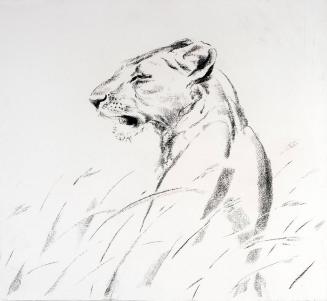 Lioness Portrait