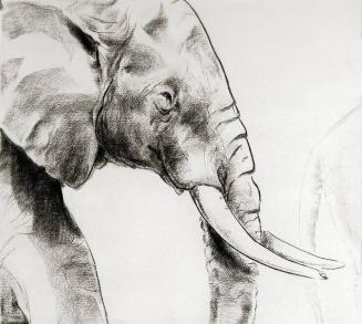 Elephant Profile III