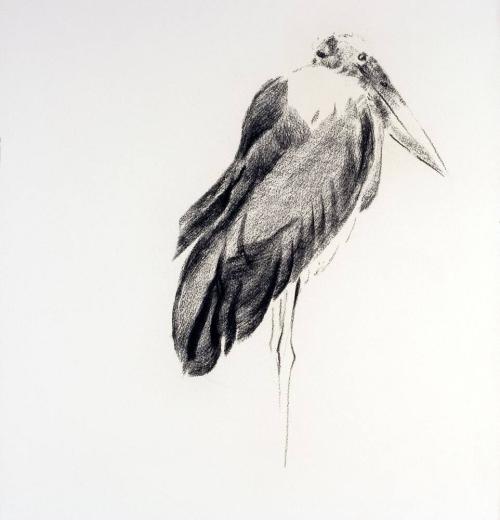 Marabou