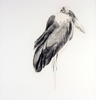 Marabou