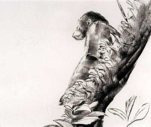 Kibale Chimp Study