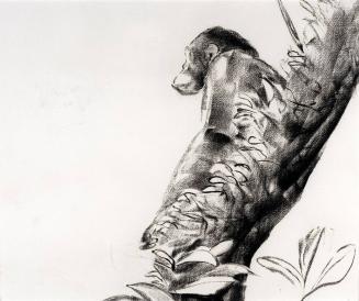 Kibale Chimp Study