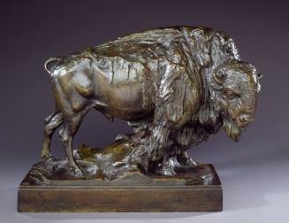 Buffalo (aka Amerikaanse Bizon)