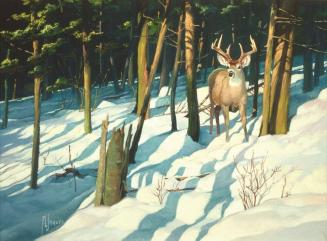Early Morning Whitetail