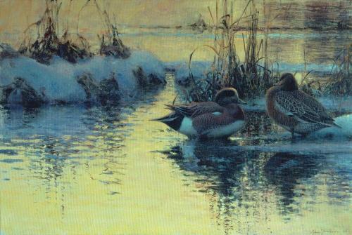 Settled for the Night (American Wigeons)