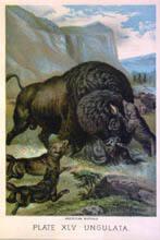American Buffalo