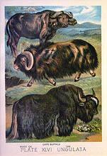 Musk Ox, Cape Buffalo, Yak