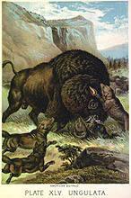 American Buffalo, plate XLV Ungulata