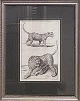 Untitled - Ocelot, 1729