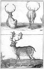 Untitled - Caribou and Elk