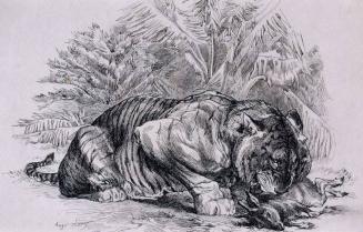 Tiger with Deer