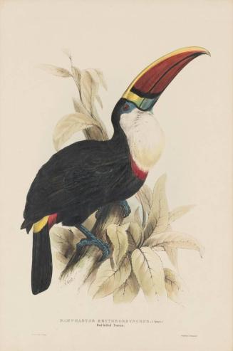 Red-bellied Toucan