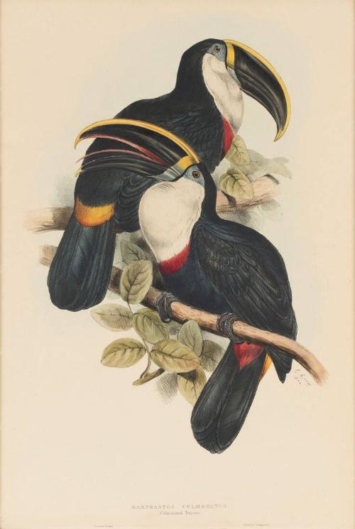 Culminated Toucan