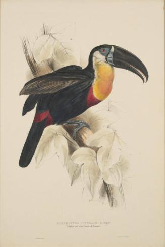 Sulphur and White-breasted Toucan