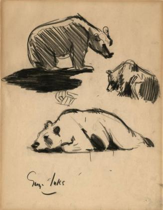 Polar Bears