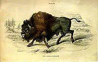 The American Bison