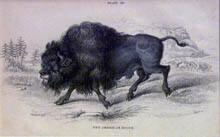 The American Bison