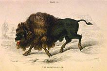 The American Bison