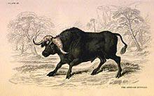 The African Buffalo