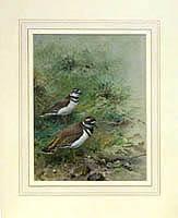 Killdeer Plover