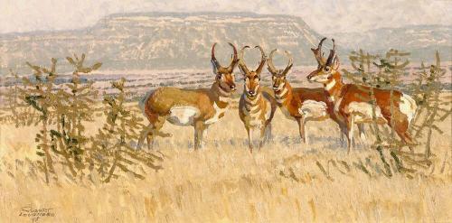 Pronghorns of San Miquel
