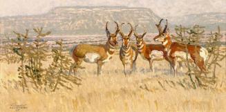 Pronghorns of San Miquel
