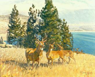 Whitetails in the Okanagan
