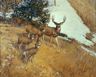 Feeding Slopes of Mount Norquay