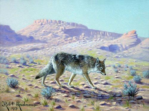 Coyote