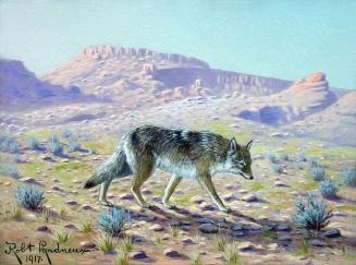 Coyote