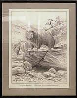 Campion Marmot (Marmota flaviventris campioni)