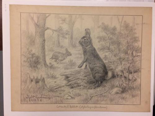 Cottontail Rabbit (sylvilagus floridanus)